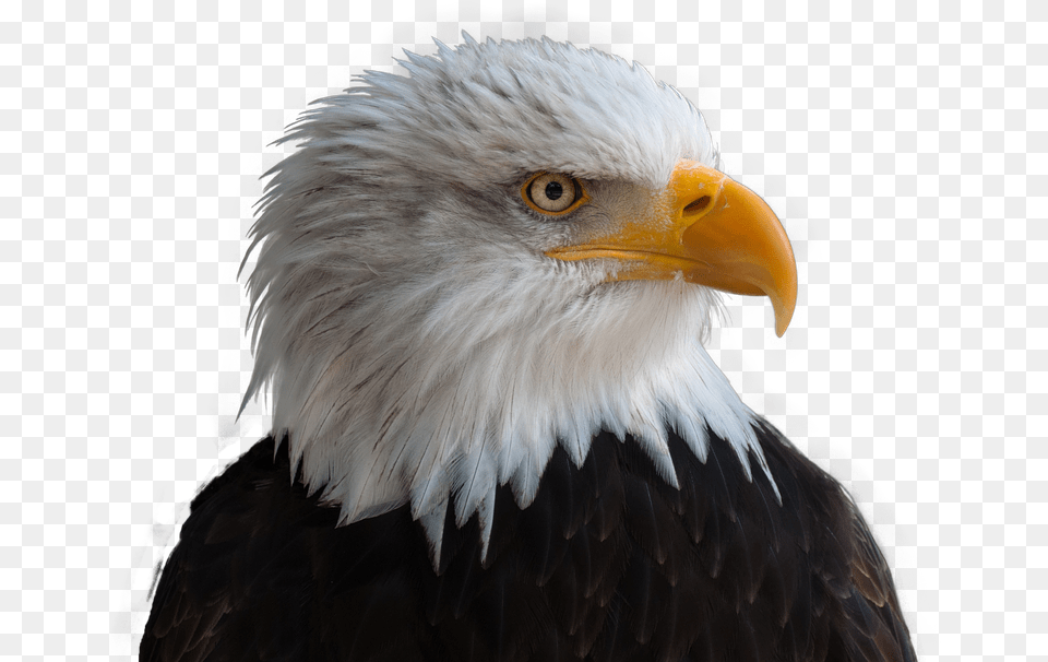Bald Eagle Bird Raptor Bill Bald Eagle, Animal, Beak, Bald Eagle Free Transparent Png