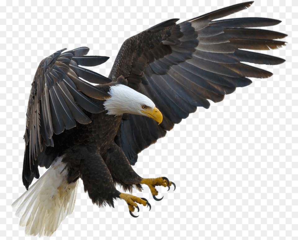 Bald Eagle Bird Tawny Golden Eagle, Animal, Bald Eagle, Beak Free Transparent Png
