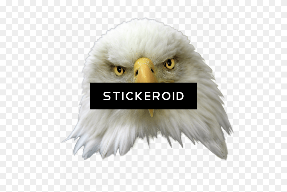 Bald Eagle Birds Eagle, Animal, Beak, Bird, Bald Eagle Free Png Download