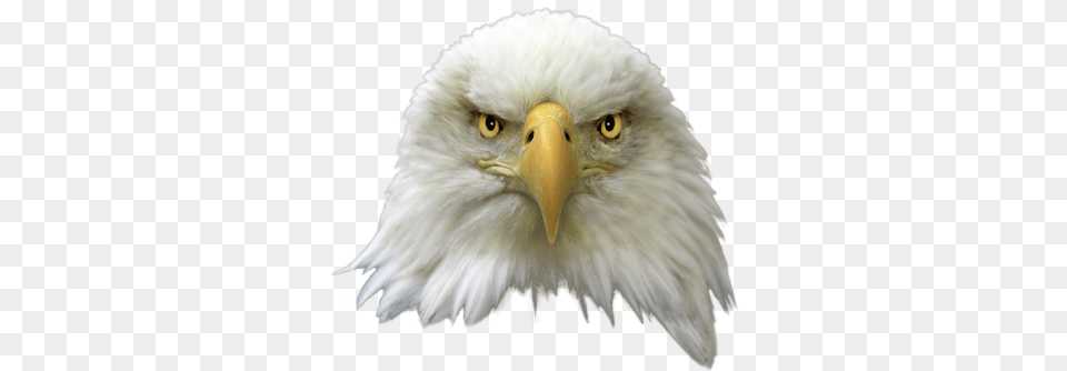 Bald Eagle Birds Eagle Head White Background, Animal, Beak, Bird, Bald Eagle Png Image