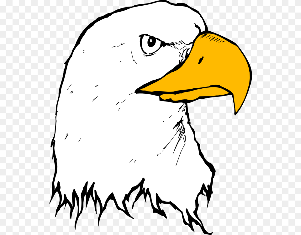 Bald Eagle Bolton Crossing Drawing Cartoon, Animal, Beak, Bird, Person Png