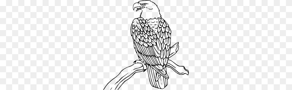 Bald Eagle Clip Art, Person, Animal, Bird, Vulture Free Png Download