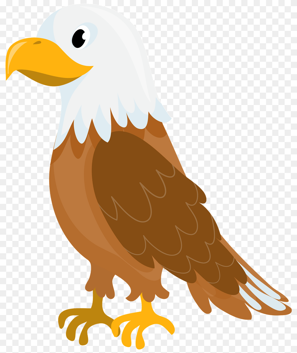 Bald Eagle Clipart, Animal, Beak, Bird, Bear Free Png