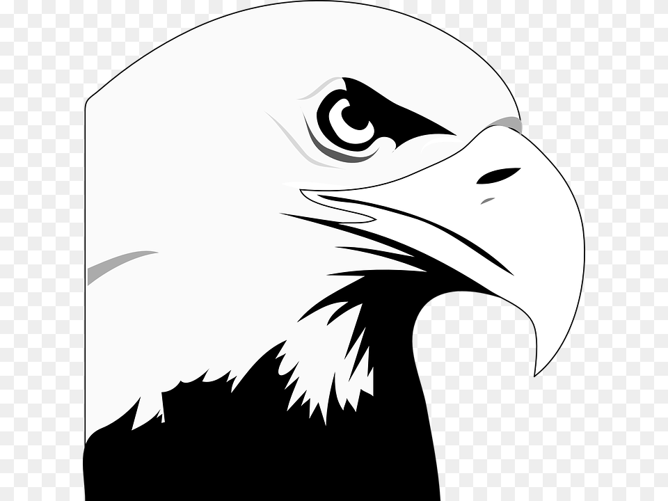 Bald Eagle Clipart, Animal, Beak, Bird, Bald Eagle Png