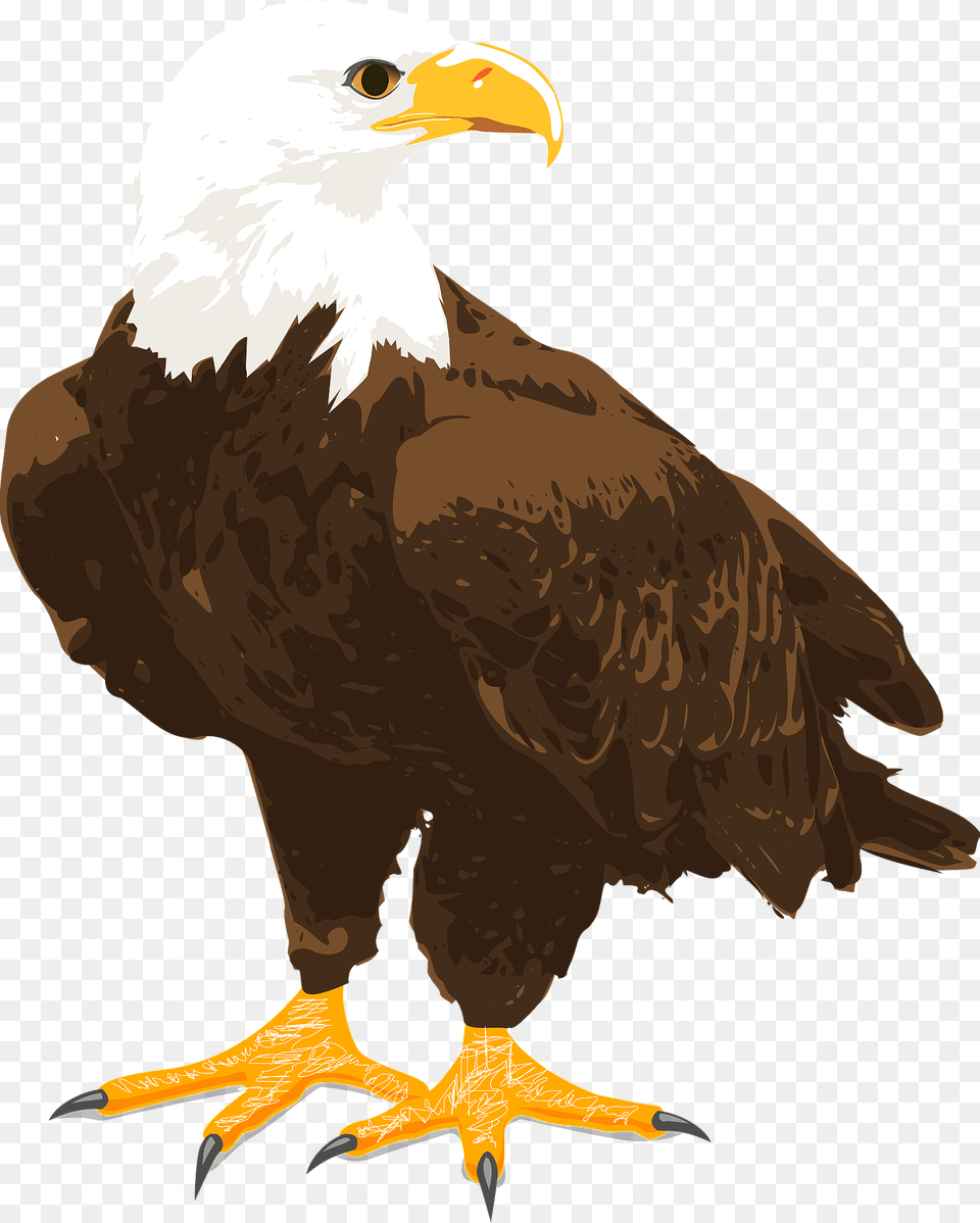 Bald Eagle Clipart, Animal, Beak, Bird, Bald Eagle Png Image