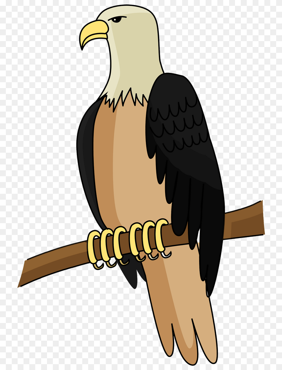 Bald Eagle Clipart, Animal, Bird, Beak, Bald Eagle Png Image