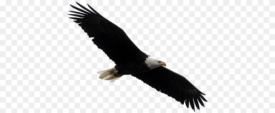Bald Eagle Clipart, Animal, Bird, Beak, Flying Png Image