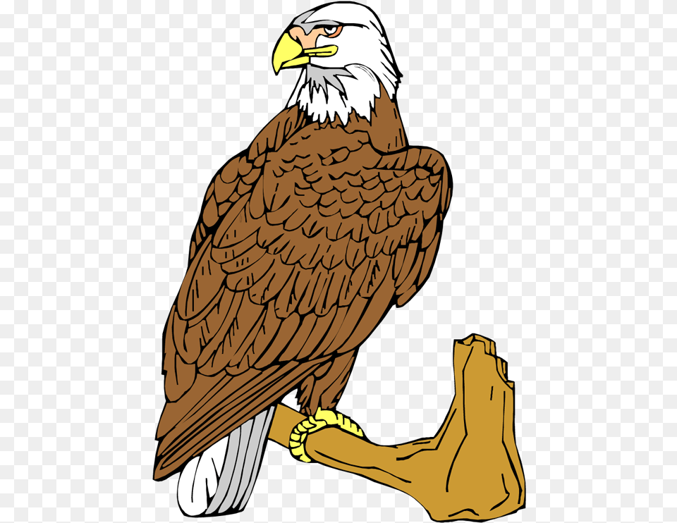 Bald Eagle Clipart Bald Eagle, Animal, Beak, Bird, Person Png Image