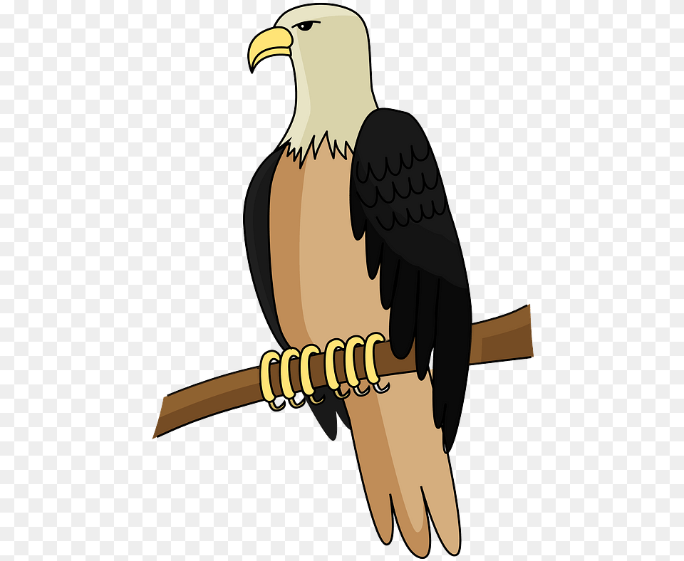 Bald Eagle Clipart Bald Eagle, Animal, Bird, Beak, Bald Eagle Free Png