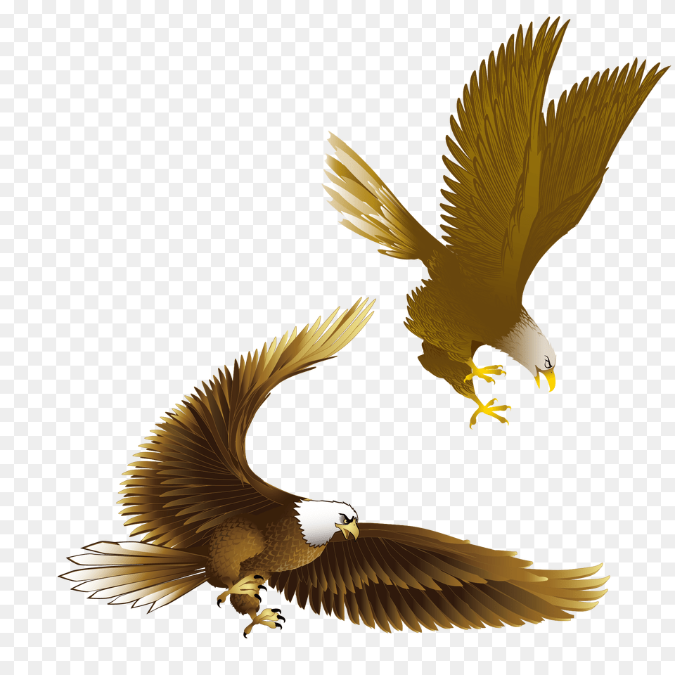 Bald Eagle Clipart Kite Bird, Animal, Flying, Bald Eagle Free Png