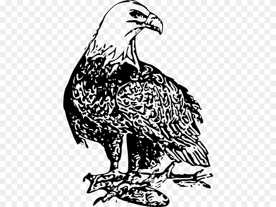Bald Eagle Clipart Perched, Animal, Bird, Vulture, Person Free Png