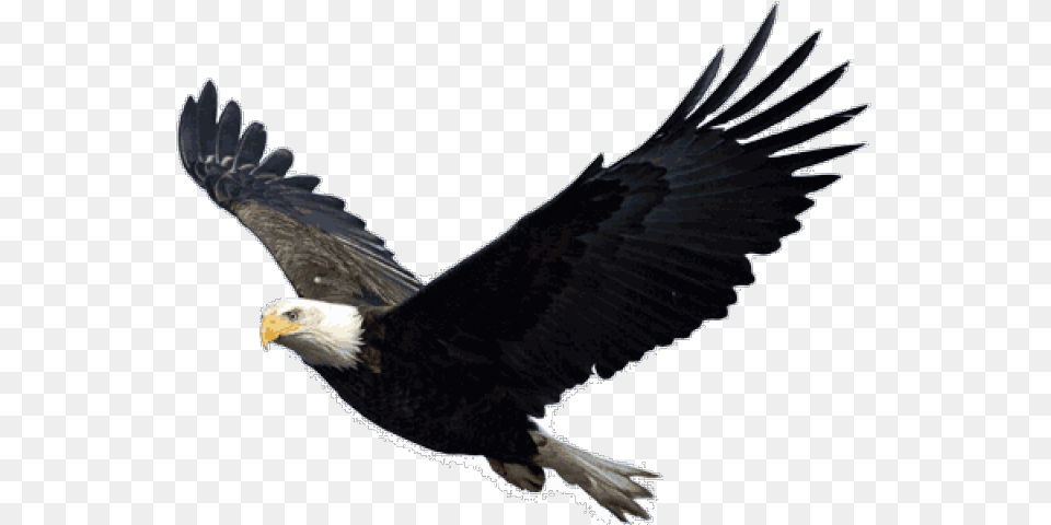 Bald Eagle Clipart Picsart Eagle Flying Background, Animal, Bird, Bald Eagle Free Png
