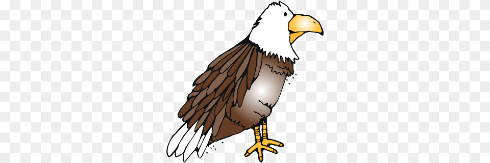 Bald Eagle Clipart Report Card, Animal, Beak, Bird, Person Png Image