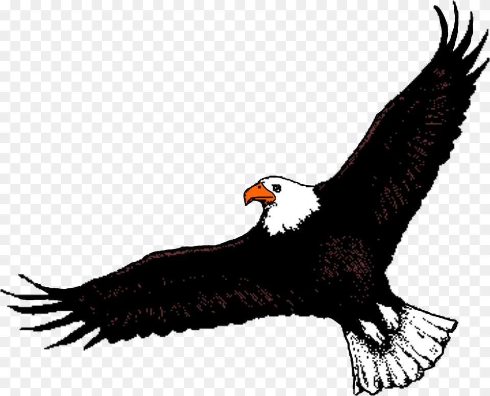 Bald Eagle Clipart Soaring Eagle Flying Eagle Clip Art, Animal, Beak, Bird, Bald Eagle Png Image