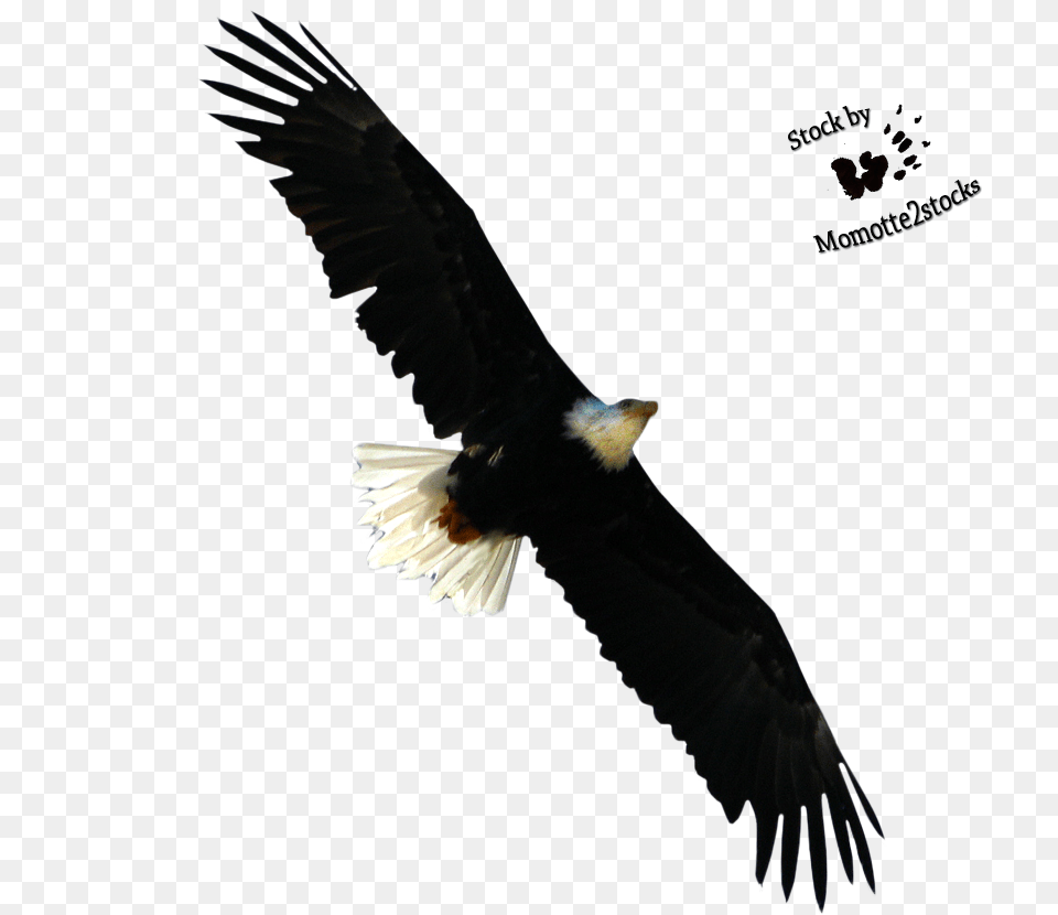 Bald Eagle Download Bald Eagle Cut Out, Animal, Bird, Flying, Bald Eagle Png