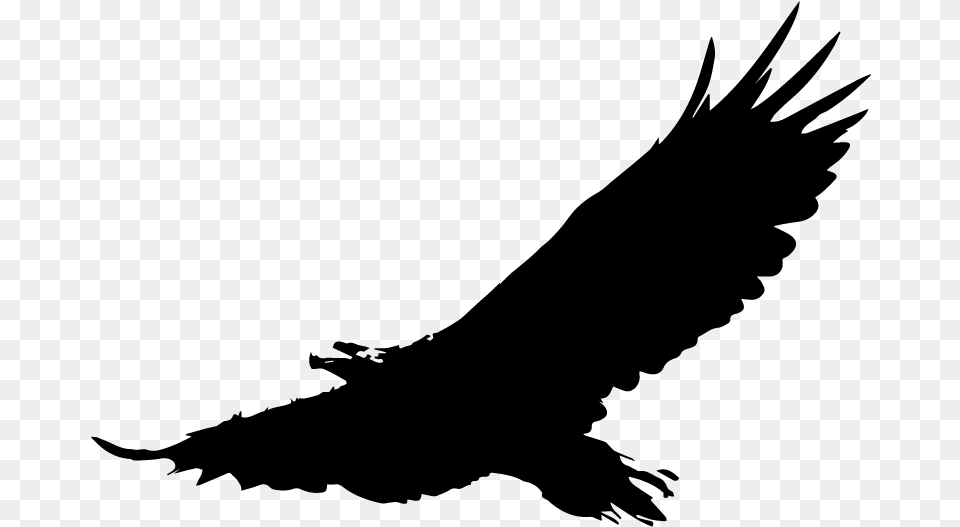 Bald Eagle Download Clip Art Eagle Bird Vector, Gray Png Image