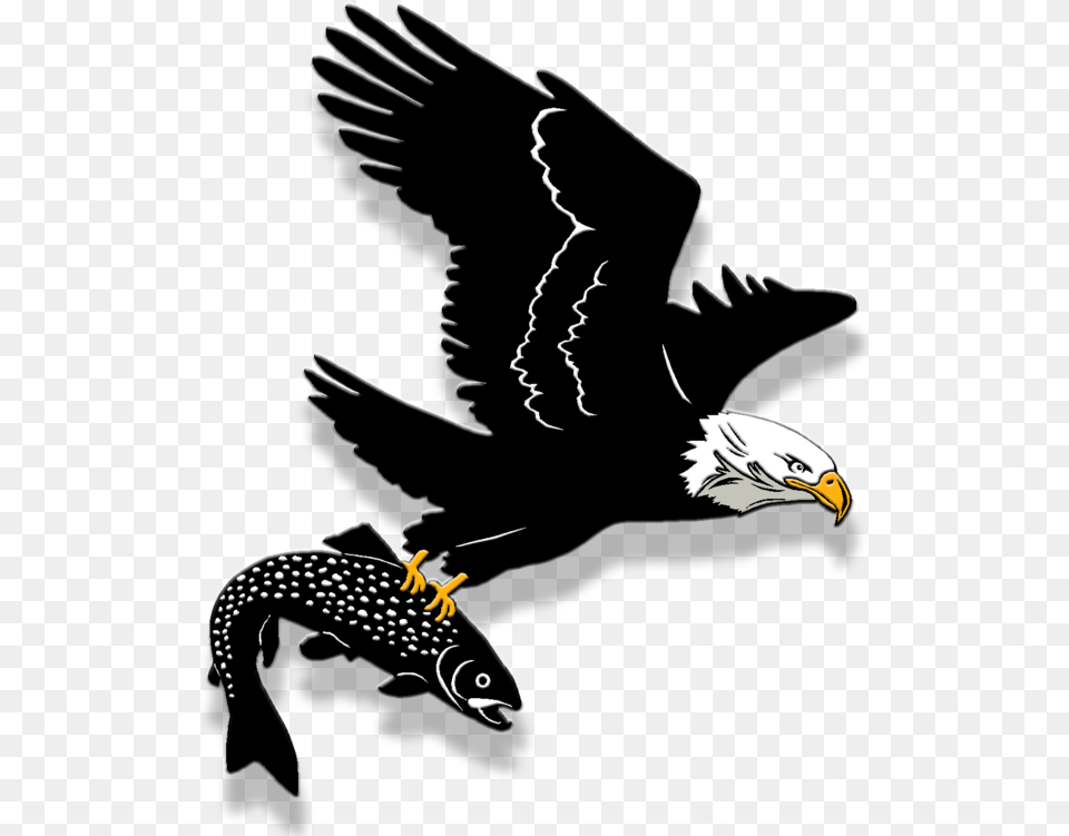 Bald Eagle Download Golden Eagle, Animal, Beak, Bird, Person Free Png