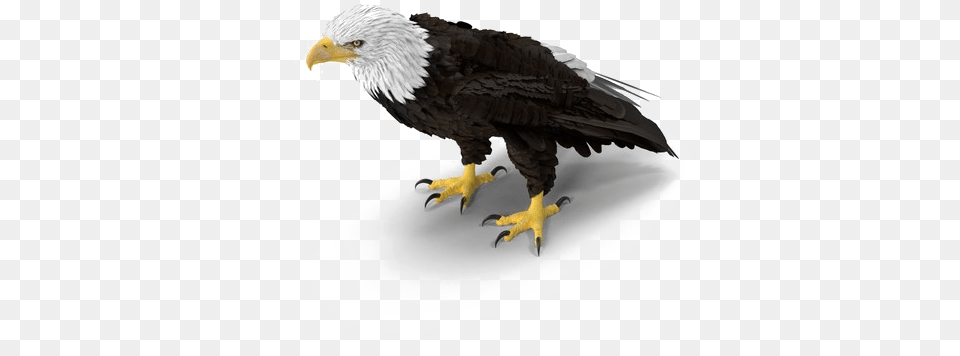 Bald Eagle Image Eagle Standing, Animal, Beak, Bird, Electronics Free Png Download