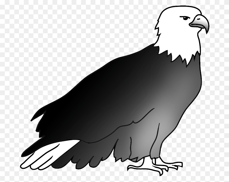 Bald Eagle Drawings, Animal, Bird, Beak Png Image
