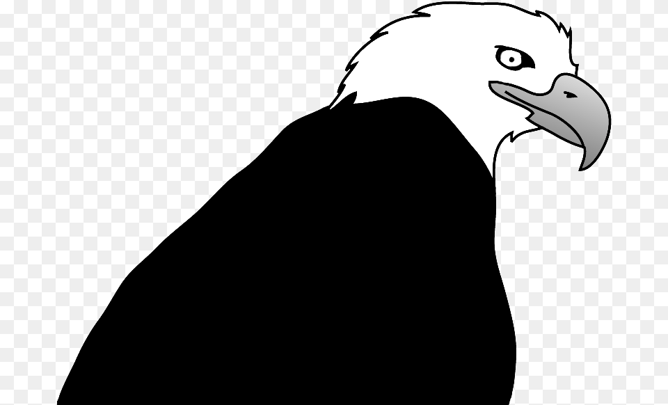Bald Eagle Drawings, Animal, Beak, Bird, Bald Eagle Free Transparent Png