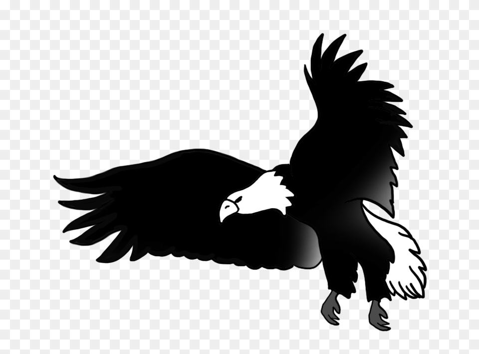 Bald Eagle Drawings, Animal, Bird, Vulture, Flying Png Image