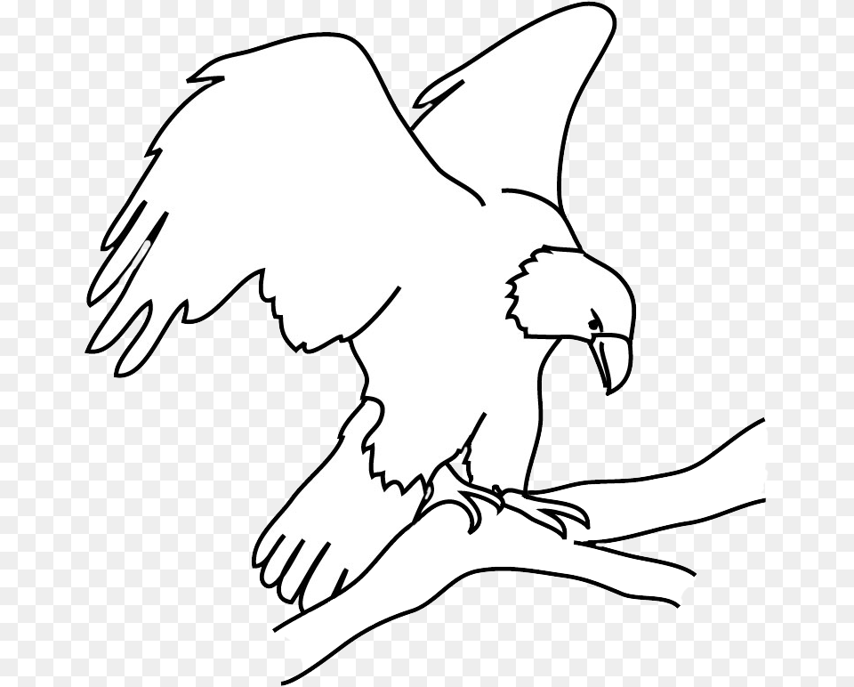 Bald Eagle Drawings Automotive Decal, Animal, Bird, Vulture, Adult Png