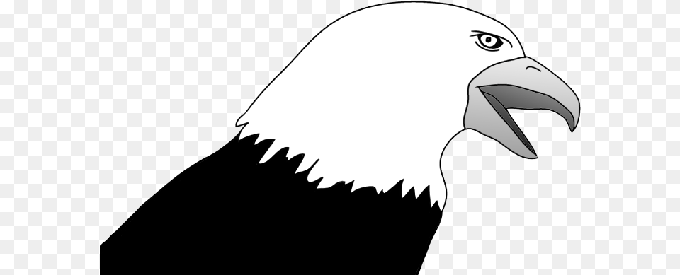 Bald Eagle Drawings Bald Eagle, Animal, Beak, Bird, Adult Png Image