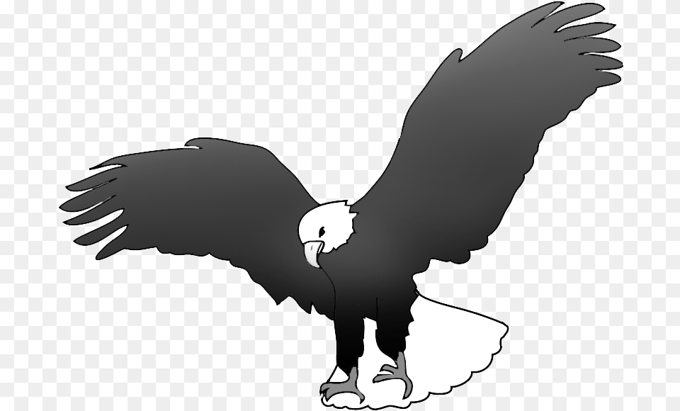 Bald Eagle Drawings Eagle In Black And White, Animal, Bird, Vulture, Person Free Transparent Png