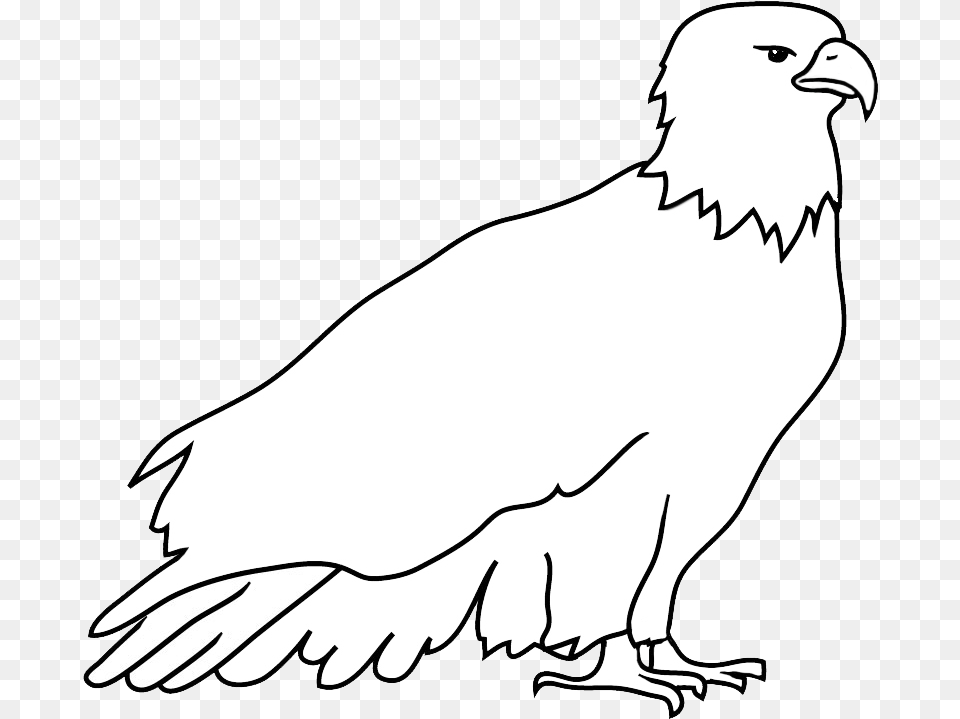 Bald Eagle Drawings Outline Of Eagle, Animal, Bird, Vulture, Kite Bird Png Image