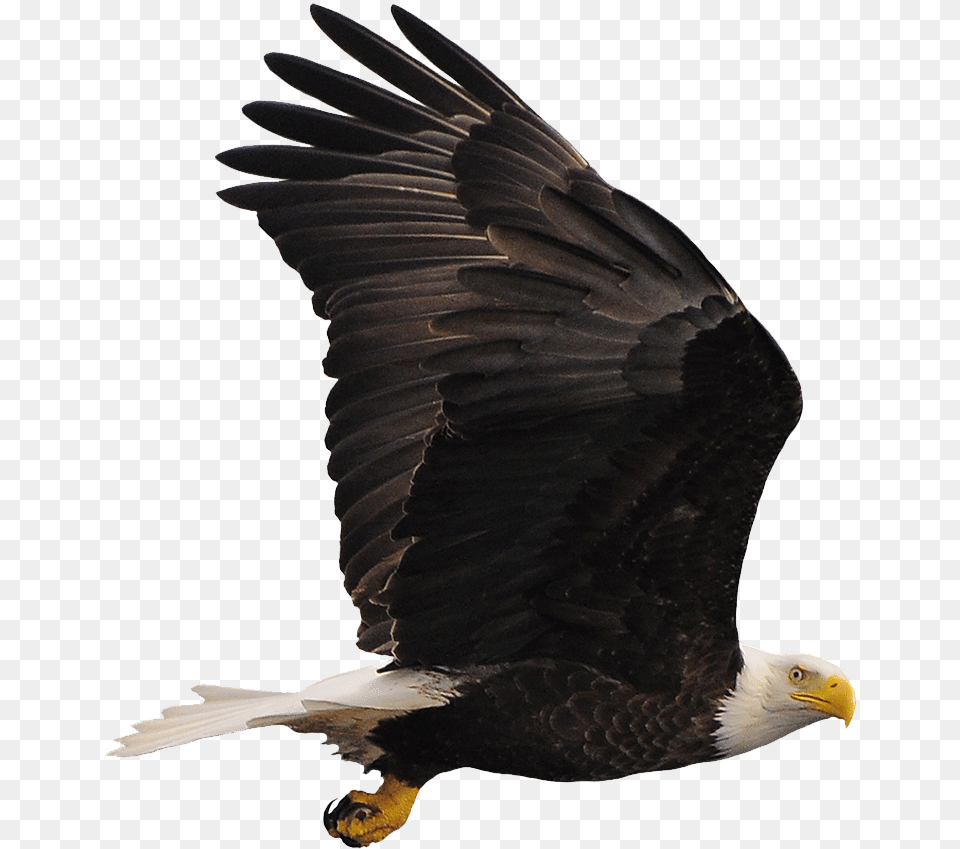 Bald Eagle Eagle, Animal, Bird, Bald Eagle, Beak Free Png