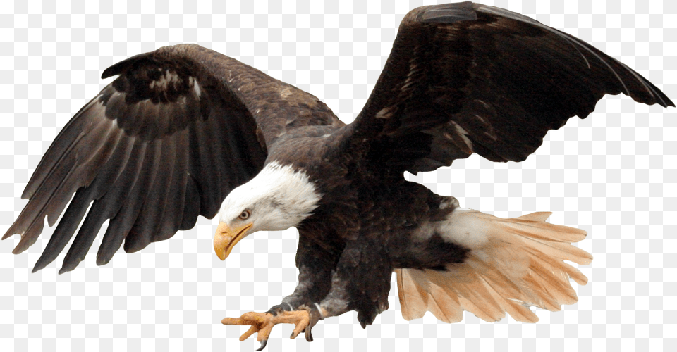 Bald Eagle Eagle Images Hd, Animal, Bird, Bald Eagle, Beak Png
