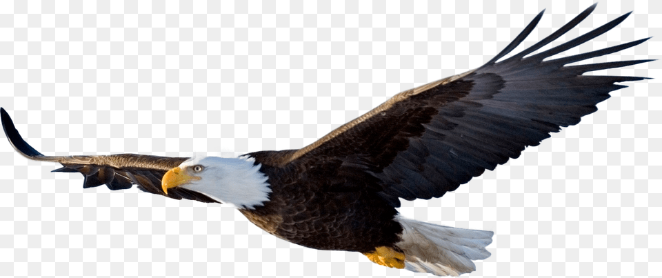 Bald Eagle File Flying Eagle, Animal, Bird, Beak, Bald Eagle Png