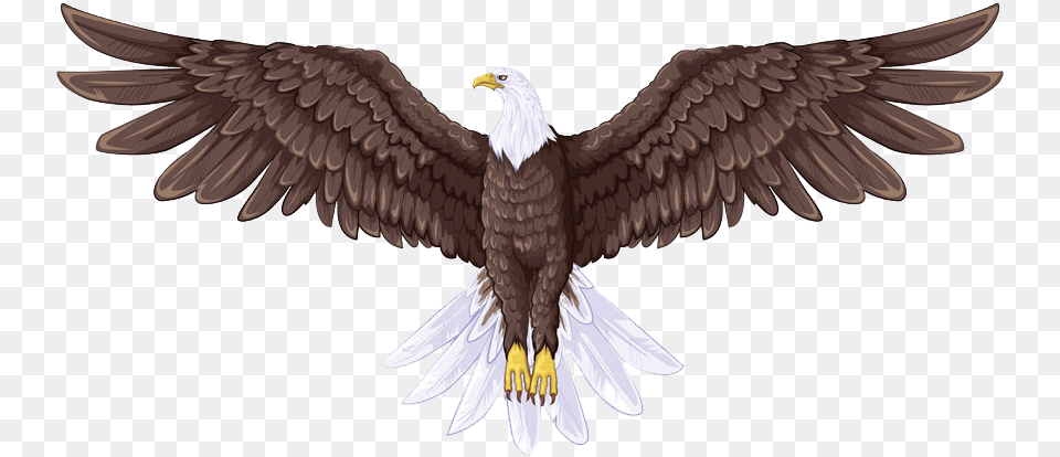 Bald Eagle Flight Drawing Full Body Eagle Drawing, Animal, Bird, Flying, Bald Eagle Free Png Download