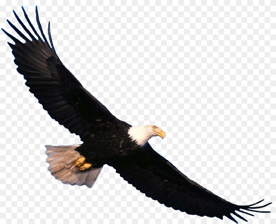 Bald Eagle Flying, Animal, Bird, Beak, Bald Eagle Free Transparent Png