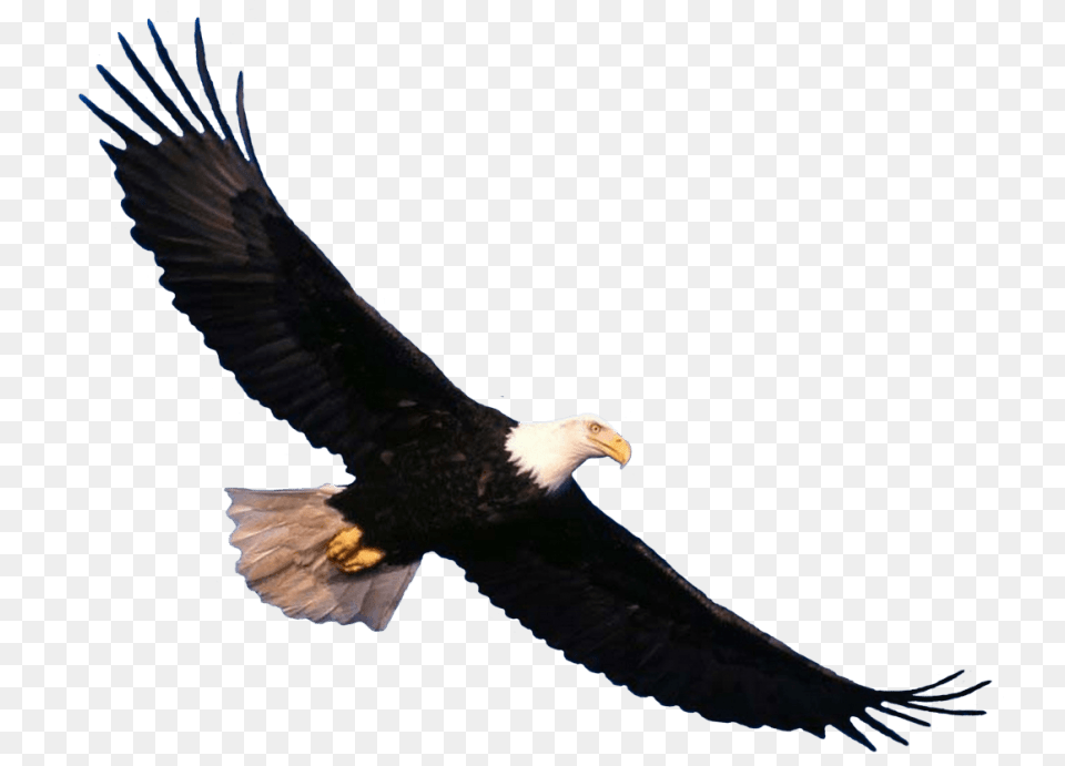 Bald Eagle Flying, Animal, Bird, Beak, Bald Eagle Png Image