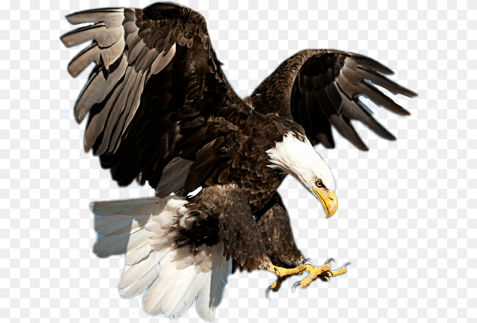 Bald Eagle Flying American Bald Eagle Real, Animal, Bird, Bald Eagle Free Png Download