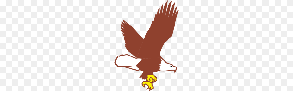Bald Eagle Flying Clip Art, Animal, Bird, Beak, Baby Png