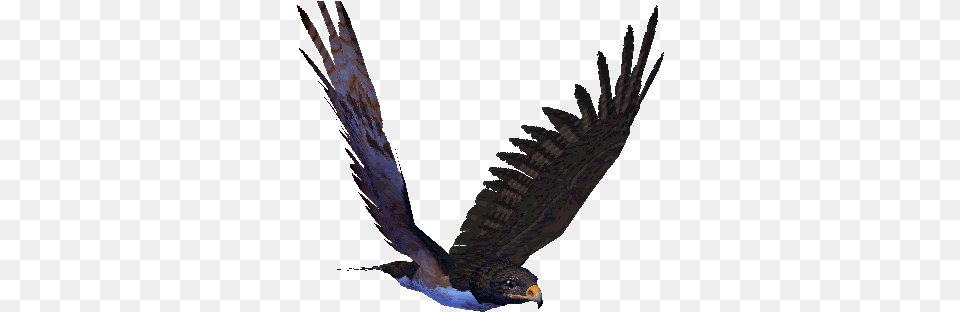 Bald Eagle Gif 7 Images Birds In Flight, Animal, Bird, Vulture, Flying Free Png Download