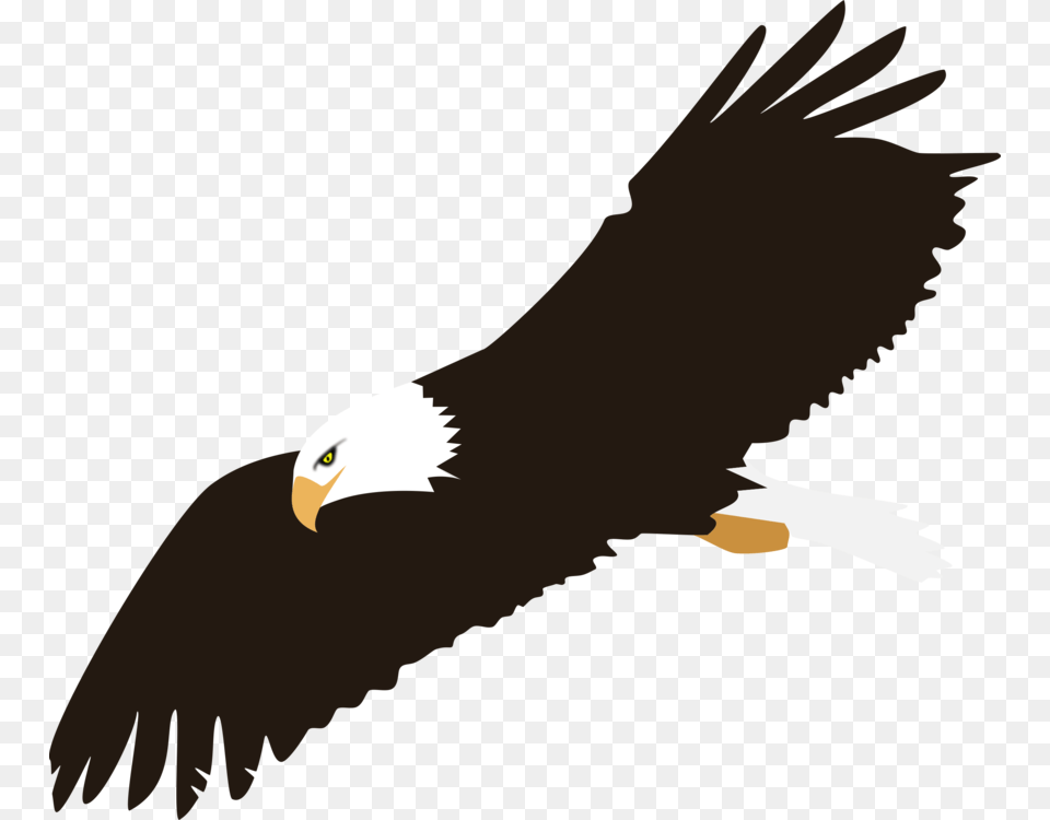 Bald Eagle Harpy Eagle Download, Animal, Bird, Beak, Flying Png