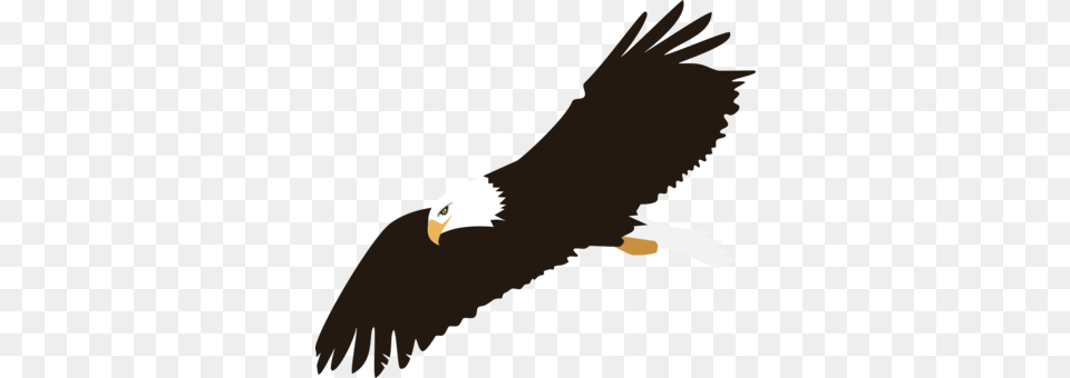 Bald Eagle Harpy Eagle Bald Eagle Clipart, Animal, Bird, Beak, Flying Free Png Download