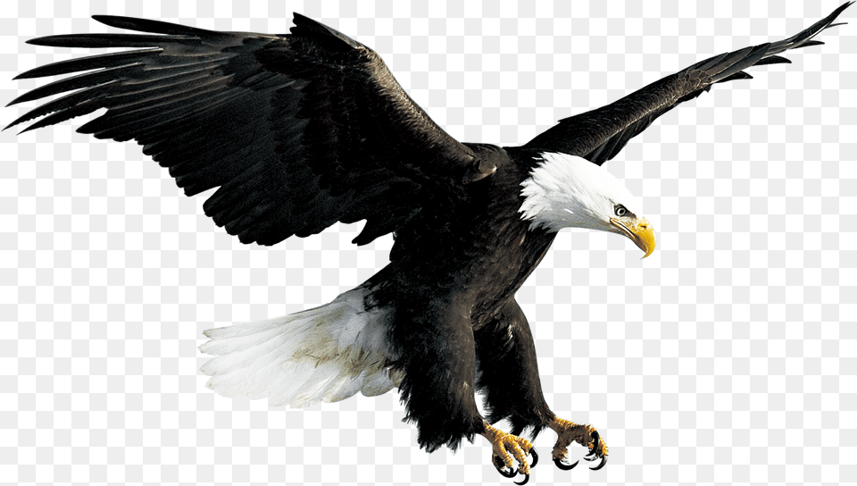 Bald Eagle Hawk Falconiformes Eagle, Animal, Bird, Beak, Bald Eagle Png Image