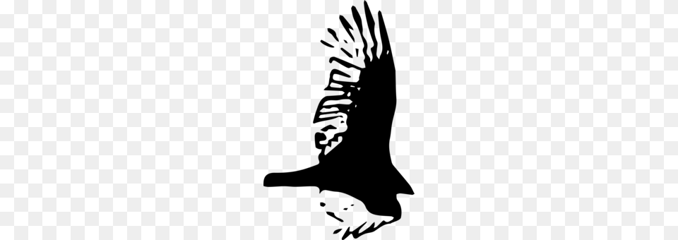 Bald Eagle Hawk Owl Bird, Gray Png Image