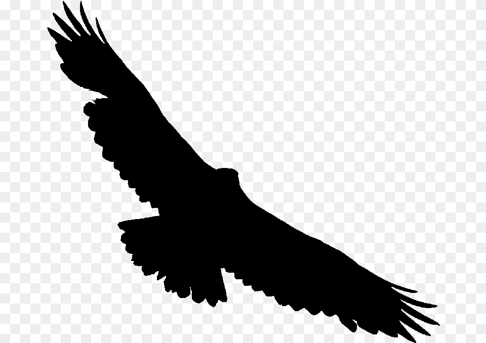 Bald Eagle Hawk Vulture Buzzard Golden Eagle, Gray Free Transparent Png