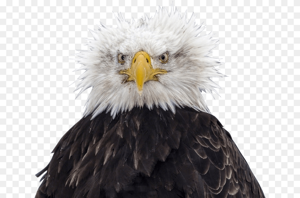 Bald Eagle Head Bald Eagle Bird Eagle Image With Bald Eagle Ruffled Feathers, Animal, Beak, Bald Eagle Free Png