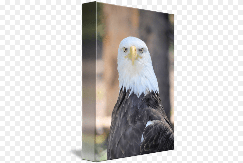 Bald Eagle Head By Molly Greene Bald Eagle, Animal, Bird, Beak, Bald Eagle Free Transparent Png