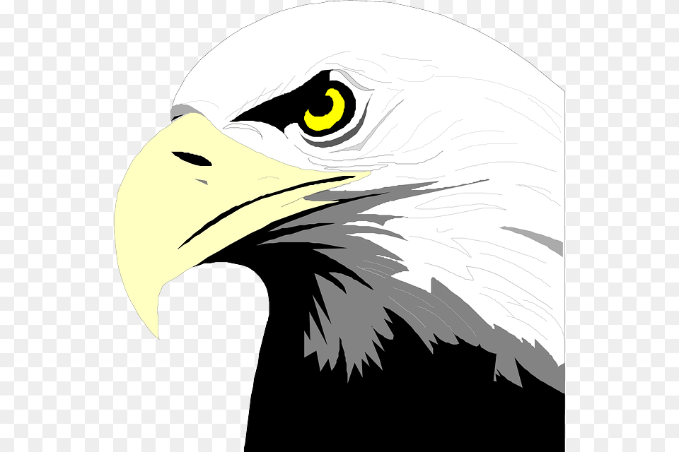 Bald Eagle Head Clip Art, Animal, Beak, Bird, Person Free Transparent Png