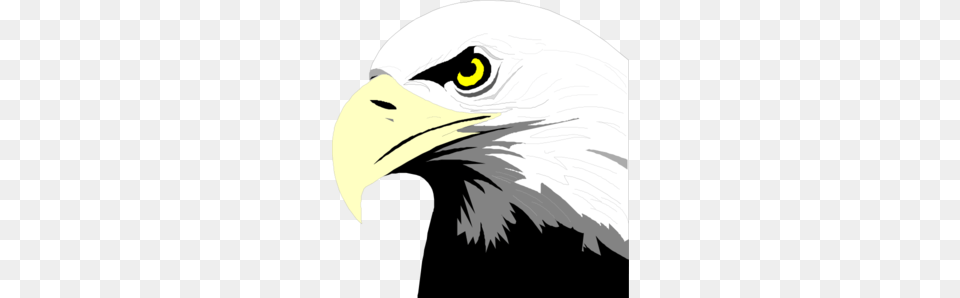 Bald Eagle Head Clip Art, Animal, Beak, Bird, Bald Eagle Free Png