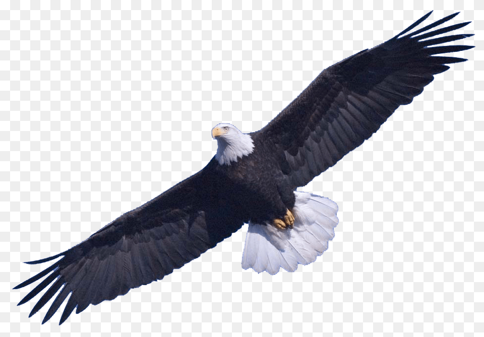 Bald Eagle Animal, Bird, Bald Eagle, Flying Png Image
