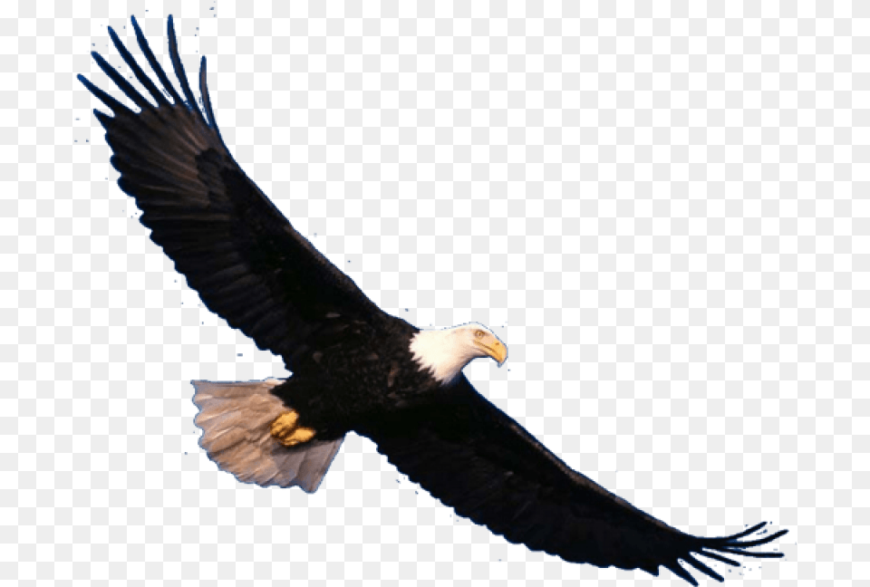 Bald Eagle Image Bald Eagle Flying, Animal, Bird, Bald Eagle, Beak Free Png