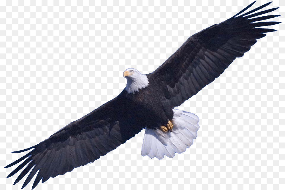 Bald Eagle Image Eagle Animal, Bird, Flying, Bald Eagle Free Transparent Png